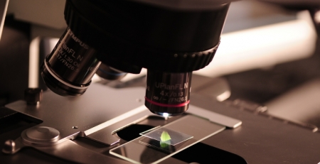 Investigadoras do i3S identificam genes que interferem com o desenvolvimento da paramiloidose