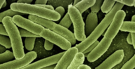 Regular bactérias intestinais pode ajudar a tratar doenças mentais