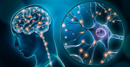 Ligação "mais lenta" entre neurónios e microvasos sanguíneos em hipertensos, indica estudo