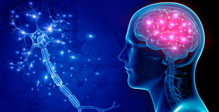 Descoberto novo tipo de células cerebrais com grandes perspetivas de investigação