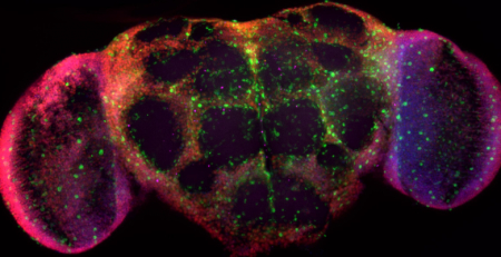 Cientistas descobrem novo método de regeneração neuronal