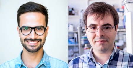 Investigadores da UC participam em estudo pioneiro que aprofunda a cartografia do cérebro